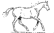 gallop_ani